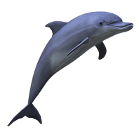 Optimized Dolphin Hosting